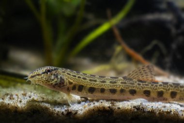 ilginç, komik ve garip omurgalı loach, Avrupa vahşi biyo akvaryumunda cüce soğuk su balığı, nehir kumu tabanında yakın plan portre, bulanık arka planda yeşil bitki örtüsü