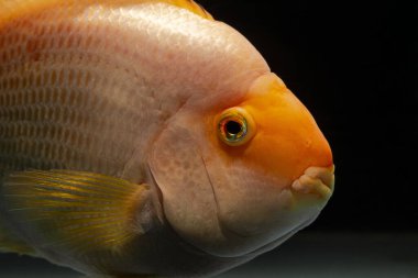 Yetişkin kan papağanı portresi, parlak turuncu renkler, gizemli tatlı su melezi, evcil hayvan dükkanında akıllı balık, ağzı açık moda bir tür ve büyük dudaklar.