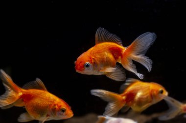 Evcil hayvan dükkanındaki oranda balığı, parlak sarı ve turuncu doğulu süs balığı türü vahşi Carassius auratus sazanı, düşük ışıkta popüler evcil hayvan bulanık arka plan