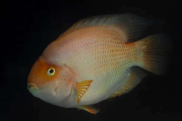 Strong Personality Adult Blood Parrot Cichlid Bright Orange Coloration Unidentified — Stock Photo, Image