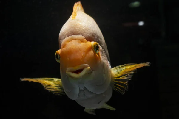 Young Adult Blood Parrot Cichlid Bright Orange Coloration Freshwater Hybrid — Φωτογραφία Αρχείου