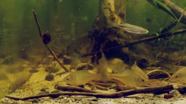 Avrupa acı, güneşli ve sıradan kabarık, Avrupa soğuk su nehri biyopolunda donmuş besinlerle beslenme zamanı, doğal davranış — Stok video