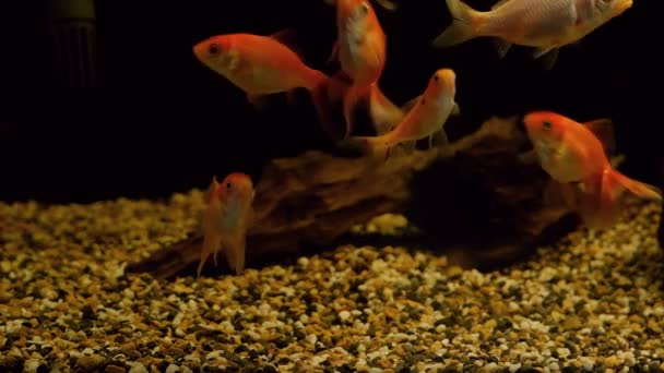 Gezonde, nieuwsgierige en gelukkige jonge oranda goudvis, commerciële aqua handel ras van wilde Carassius auratus karper bij weinig licht — Stockvideo