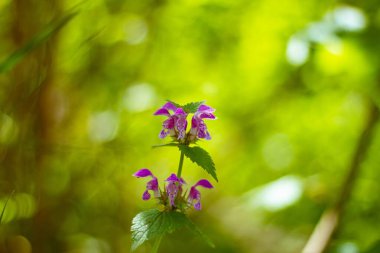 Bulanık yeşil orman arka planında benekli ölü ısırgan otunun taze kızıllığı, ahşap bokeh 'in derin gölgesinde çiçekler, parlak güneş ışığı, şifalı bitki başlığı.