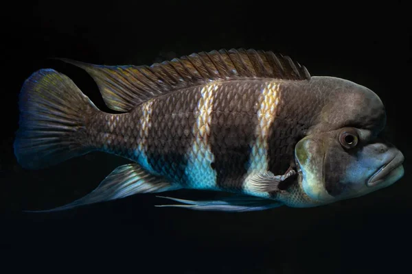 Cichlid Vahşi Agresif Baskın Erkek Popüler Dayanıklı Tatlı Balığı Bir — Stok fotoğraf