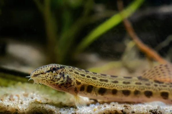 Άγρια Αλιεύονται Αγκαθωτό Loach Πρόβλεψη Καιρού Ψάρια Νάνος Κρύο Νερό — Φωτογραφία Αρχείου