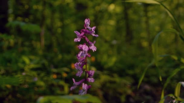 Delikatna fumewort kwiatostan, możliwe, że Corydalis solida fala kwiatowa na wietrze, las łąka w ładny bokeh, film makro, koncepcja wiosna — Wideo stockowe