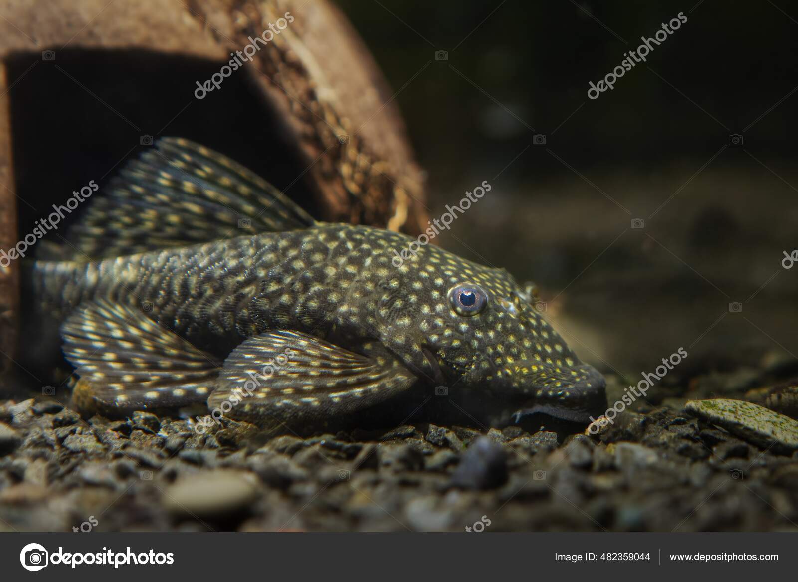 ポートフォリオ Valeronio ストック写真 イラストとベクターアート Depositphotos ポートフォリオ Valeronio ストック写真 イラストとベクターアート Depositphotos