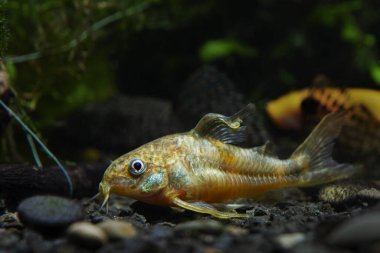 Cüce Corydoras yayın balığı, asidik karasu habitatlarından nadir ve ürkek tatlı su türleri, ekilmiş tatlı su akvaryumunda yüzer, koyu bulanık arka plan