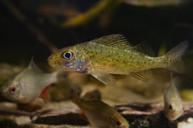 Meraklı genç Avrasya höyüğü ya da papa, dikkatli ve ürkek tatlı su hepçil türleri, Avrupa nehir biyop akvaryumunu, doğal biyotik sistemi, yaygın bitterling ile denetlemektedir.
