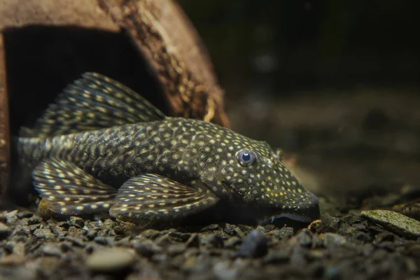 Hembra Adulta Bagre Ancistrus Bushynose Lindo Pacífico Servicial Loricariidae Algas — Foto de Stock