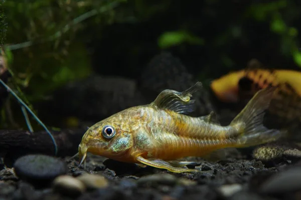 矮星コリドラスのナマズ 酸性の黒水の生息地から珍しいと臆病な淡水種 植えられた淡水自然水族館で泳ぐ 暗いぼやけた背景 — ストック写真