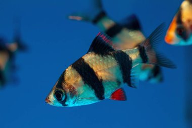 Aktif Sumatra Barb, önemli ticari ticari ticari sikloid balık, muhteşem, aktif ve renkli çocukları evcil hayvan dükkanlarında ve okul türlerinde tutmak kolay.