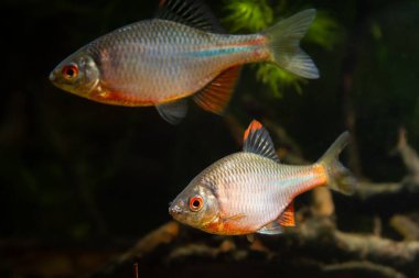 Parlak yumurtlama renklerindeki erkek, tatlı su akvaryumunda bölgesel saldırganlık gösteriyor. Güzel süs türleri, karanlık, hafif biyopsi kavramı.
