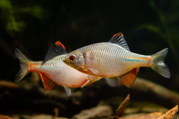Males Gudgeon Bitterling Bright Spawning Coloration Fight Female Breed Planted — Stock Photo, Image