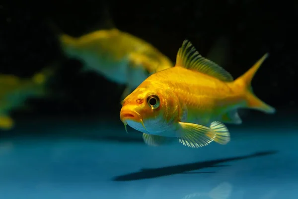 Yellow Colored Koi Carp Pet Shop Aquarium Domesticated Commercial Aqua – stockfoto