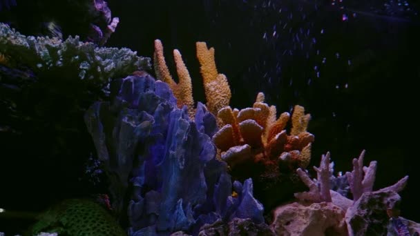 Низкий свет псевдориф морской акваскейп, пресноводный дизайн с ложными пластиковыми кораллами, темный аквариум — стоковое видео
