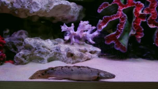 Vecchio cieco senegalese riposo bichir sul fondo di sabbia di bassa luce pseudo barriera corallina aquascape marino — Video Stock