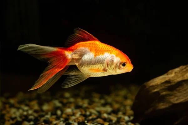 Orange Juvenile Oranda Goldfish Commercial Aqua Trade Breed Wild Carassius — Stock Photo, Image