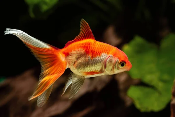 Naranja Juveniles Oranda Goldfish Sana Activo Comercial Aqua Comercio Raza — Foto de Stock