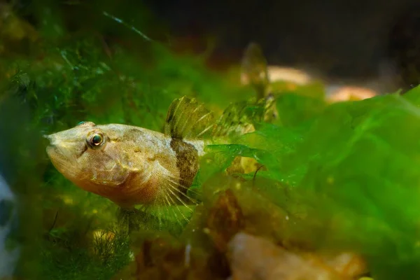 Capretto Tubenoso Timido Gobiidae Attivo Specie Nane Acqua Salata Pinne — Foto Stock