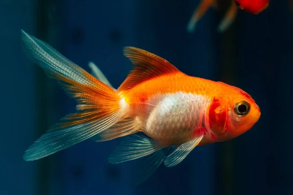 Ung Oranda Gullfisk Sjelden Oransje Hvit Farge Populær Kommersiell Art – stockfoto