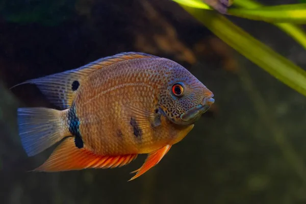 Περίεργος Και Κοινωνικός Ενήλικος Severum Cichlid Εύκολο Κρατήσει Ανθεκτικά Ψάρια — Φωτογραφία Αρχείου