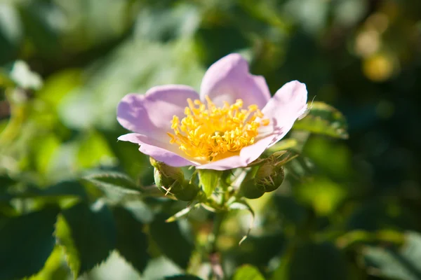 Dog-rose flowers — Stock Photo, Image