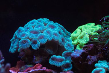 Caulastraea curvata trumpet coral colony on live rock, reef marine aquadesign, fluorescent frag head in circular flow, in actinic blue LED, professional aquarist ecosystem care, coral farming business