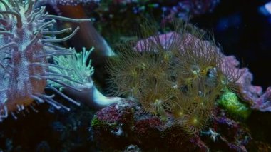 Parazoanthus gracilis yumuşak mercan kolonisi, Sarcophyton glaucum parçası, canlı kaya taşı, laminar akıntısında sarı kabuklu deniz şakayığı, resif deniz akvaryumu, popüler acemi hayvan, LED koyu renk arka plan bulanıklığı