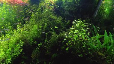 Hollanda tarzı ekilmiş ekosistem, Micranthemum glomeratum, Hydrocotyle tripartita, Cryptocoryne wendtii, rummy-nose tetra fish, aquascape detail, aquafarm petshop aquadesign, recreation hobby