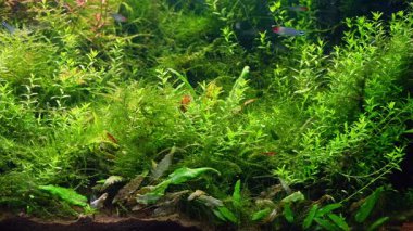 Hollanda tarzı ekosistem dibi, Micranthemum glomeratum, Rotala indica, Cryptocoryne wendtii, rummy-nose tetra fish, overgrown aquascape, LED light aquafarm petshop aquadesign, doğa dengesi