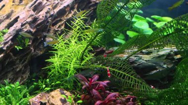 Pasifik mavi gözü ekilmiş Amano tarzı bitki örtüsü, şeffaf Kriptopterus vitreolus yayın balığı, ejderha taşı iwagumi, su bitkisi incileri LED ışık ekosistemi, zihinsel rahatlama