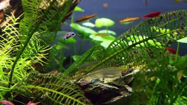 şeffaf Kryptopterus vitreolus catfish, Pacific blue-eye in plant Amano style aquascape, dragon stone iwagumi, aquadesign ekosistem içinde su bitkisi inci, zihinsel rahatlama
