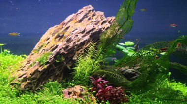 Kriptopterus vitreolus şeffaf yayın balığı, ejderha taşı iwagumi, Pasifik mavi gözlü bitkisel bitki örtüsü, LED hafif su geçirmez ekosistem, profesyonel bakım, zihinsel terapi