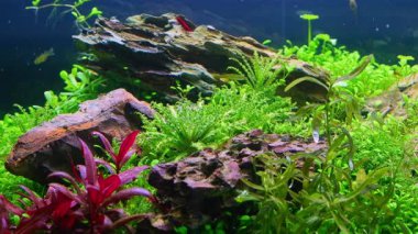 su bitkisi, Pasifik mavi gözlü cüce balığı, yeşil saçlı yosunlar oksijen baloncuğu, Hollanda tarzı bitki örtüsü, su kuyusu, LED hafif ejderha taşı iwagumi su ürünleri ekosistemi, zihinsel terapi