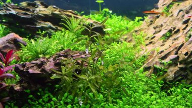 cüce Pasifik mavi göz balığı ve kalem balığı, yeşil saç algleri oksijenli hava kabarcığı, Hollanda tarzı bitki örtüsü, deniz feneri ışığı, ejderha taşı iwagumi su geçidi ekosistemi, zihinsel rahatlama