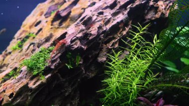 Ejderha taşında kraliyet dalı yayın balığı, taze iwagumi kaya ekosistemi, Pasifik mavi gözlü cüce balığı, kırmızı kiraz karidesi, ekili su burnu, LED hafif su bitkisi inci rahatlama, odaklanma, yaşam tarzı konc