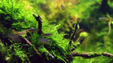 su yosunu bitki örtüsü, galaksi rasbora balığı, kırmızı kiraz karidesi, Amano stili ryoboku aquascape, LED hafif Dutch sürüklenen su akıntısı işareti, su bitkisi inci, doğa dengesi, zihinsel rahatlama