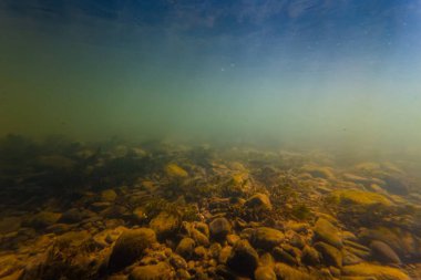 Çakıl taşı substratındaki sayısız su bitkisi, su altı su altı suları sığ, organik parçacık alüvyon tortusu, balık figürü, Uzhhorod 'daki bulanık nehir Uzh' u.