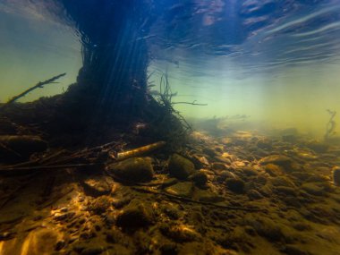 Akarsuda süzülen ağaç, bulanık su, organik parçacık alüvyon, taştan sonra çakıl taşı substratında kum alüvyon tortusu, taşta yeşil alg, yüzey dalgası, Uzhhorod 'da sığ nehir Uzh