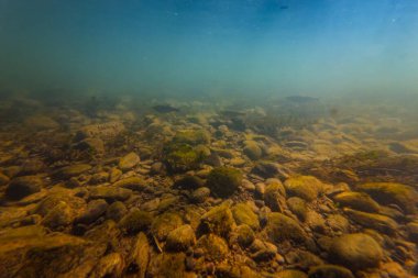 Alabalık yavru balığı, organik çöp, çakıl taşı substratındaki kum alüvyon tortusu, sayısız su yosunu ve süzülen dallarda yeşil algler, bulanık nehir Uzh, Uzhhorod şehrindeki güneş ışığı.