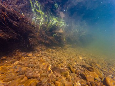 Uzh nehir kıyısındaki ağaç kökü ve bataklık çimen bitkisi, organik çöp, kum alüvyonu, yeşil algler çakıl taşı alt tabakasında yetişiyor, yüzey dalgası yansıması, güneş ışığı bulanık nehir, Uzhhorod