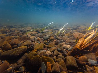 Tatlı su nehri Uzh 'taki sazlık, düşük görüş mesafesi, hızlı akış bulanık su, organik parçacık alüvyonu, su altı seli, yüzey yansıması, Uzhhorod şehri.