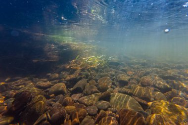 Nehir kıyısı söğüt ağacı kökü ve bataklık çimen bitkisi, organik çöp, düşük görüş mesafesi hızlı akış bulanık su, çakıl taşı substratında yeşil algler, yüzey yansıması, sığ su nehri Uzh, Uzhhorod