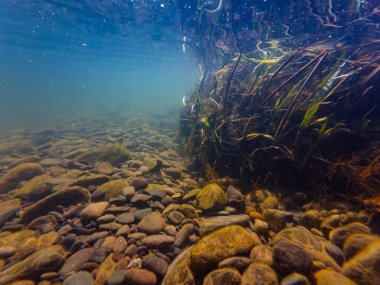 Nehir söğüt ağacı kökü ve bataklık sazlık bitkisi, organik çöp, düşük görüş mesafesi hızlı akış bulanık su, çakıl taşı substratında yeşil algler, yüzeysel yansıma, sığ sulak nehir Uzh, Uzhhorod