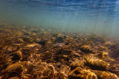 Sığ sualtı sualtı suörtüsü, organik parçacık alüvyonu, kum, çakıl taşı çökeltisi sel sonrası altyapı, yüzey dalgası, su bitkileri büyüyor, Uzhhorod 'da Uzh nehri, ışık gölgesi oyunu