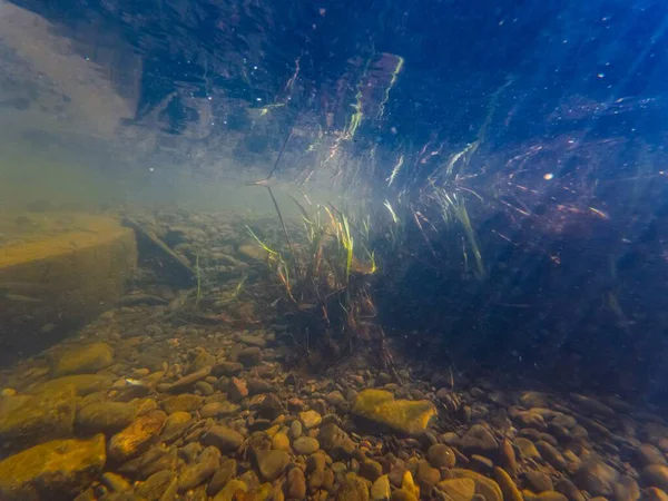 Uzh Nehri sığ, söğüt ağacı kökü ve bataklık kamış bitkisi, genç balık, kum kumu tortusu, çakıl taşı substratı, insan ekolojisi tahribatı, kentsel deniz manzarası, Uzhhorod şehri.