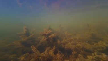 Yüzeysel tatlı su gölü, boynuzlu kurtçuk ve dikenli su bitkisi, yavru balık sürüsü, düşük görüş mesafesi suyu, evcil ördek, ördek yosununu yiyor, Lityn 'de Buher nehri, biotope aquascape konsepti