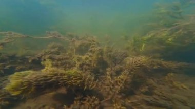 Sualtı gölü biotope, boynuzlu kurtçuk ve dikenli su bitkisi, yavru hamamböceği, balık sürüsü, sığ tatlı su birikintisi, düşük görüş mesafesi çamurlu su, Lityn 'deki Buher nehri, su burnu konsepti.
